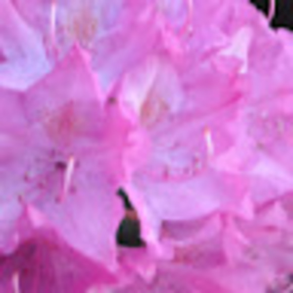 Meet your Posher, Riley - Picture 1 of 1